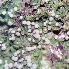 Mycobilimbia carneoalbida
