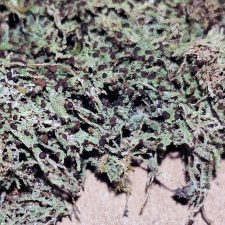 Mycobilimbia obscurata