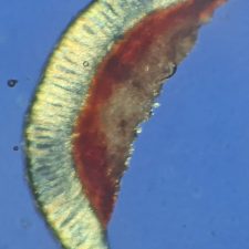 Mycoblastus sanguinarioides, hyménium POL+
