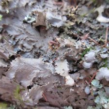Nephroma helveticum