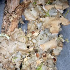 Nephroma helveticum