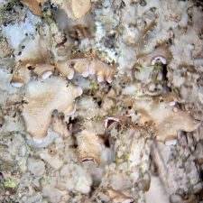 Nephroma helveticum