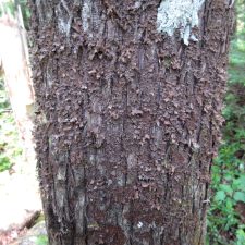 Nephroma helveticum