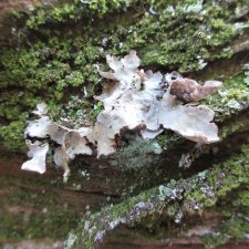 Nephroma resupinatum