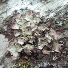 Nephroma resupinatum