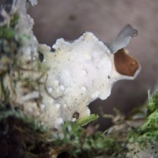 Nephroma resupinatum, papilles