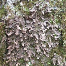 Nephroma resupinatum