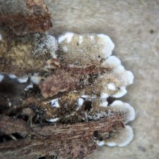 Nephroma resupinatum