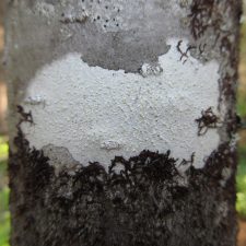 Ochrolechia arborea