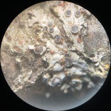 Ovicuculispora parmeliae
