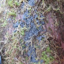 Parmeliella triptophylla