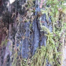 Parmeliella triptophylla