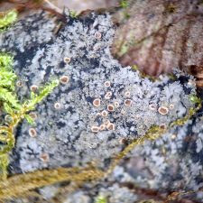 Parmeliella triptophylla