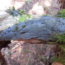 Parmeliella triptophylla