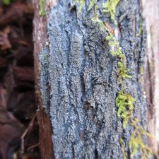 Parmeliella triptophylla
