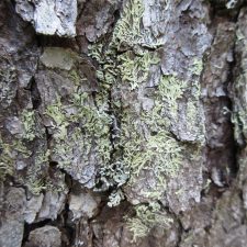 Parmeliopsis ambigua