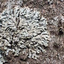 Parmeliopsis hyperopta