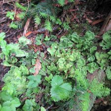 Peltigera apththosa