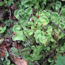Peltigera aphthosa