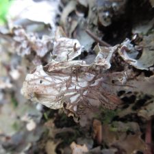 Peltigera canina, veines