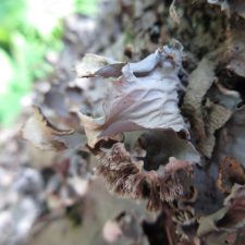 Peltigera canina, veines