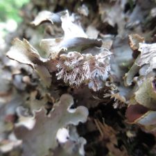 Peltigera canina, rhizines pénicillées