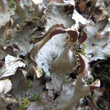 Peltigera canina, apothécies dressées, onguliformes