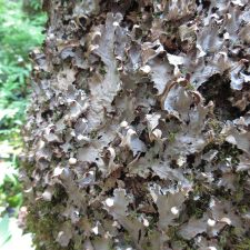 Peltigera canina