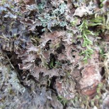 Peltigera collina