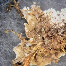 Peltigera collina