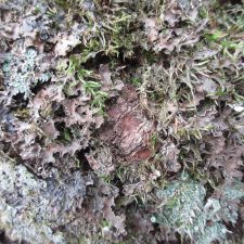 Peltigera collina