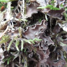 Peltigera collina