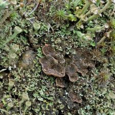 Peltigera lepidophora