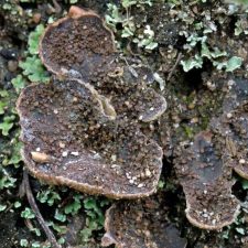 Peltigera lepidophora