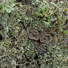 Peltigera lepidophora