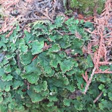 Peltigera leucophlebia