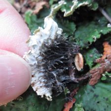 Peltigera leucophlebia