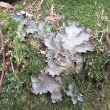 Peltigera neopolydactyla