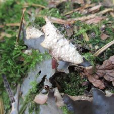 Peltigera neopolydactyla