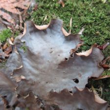 Peltigera neopolydactyla