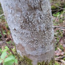Pertusaria alpina