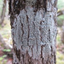 Pertusaria consocians