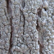 Pertusaria consocians
