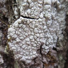 Pertusaria macounii