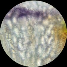 Pertusaria rubefacta, épihyménium KOH+ violet