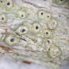 Pertusaria rubefacta