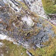 Phaeophyscia adiastola