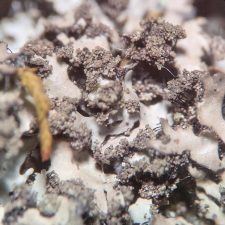 Phaeophyscia adiastola