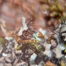 Phaeophyscia hirtella