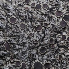 Phaeophyscia hirtella